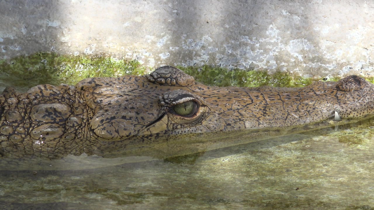 The alligator's side profile fills the frame in a Cabo San Lucas zoo enclosure, with its raised eye, ridged skin, and snout held just above shallow water, with no visible people.