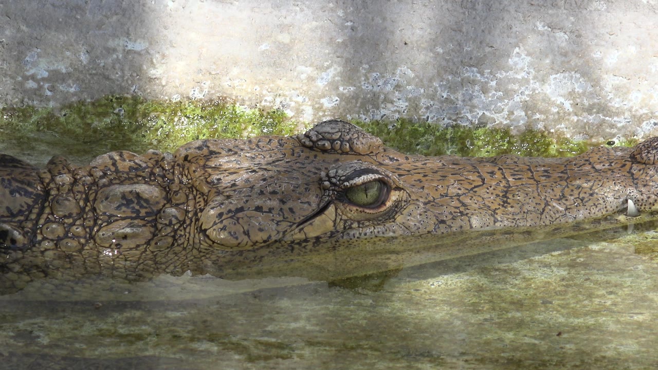 Close profile of a crocodile in Cabo San Lucas, Mexico, with its eye and snout above greenish shallow water and no visible people.