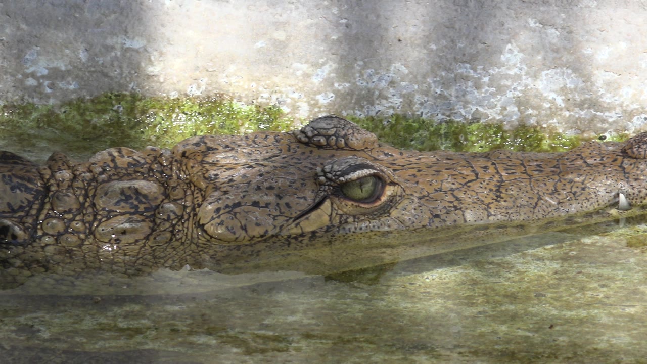 Crocodile head resting in shallow water near a wall.