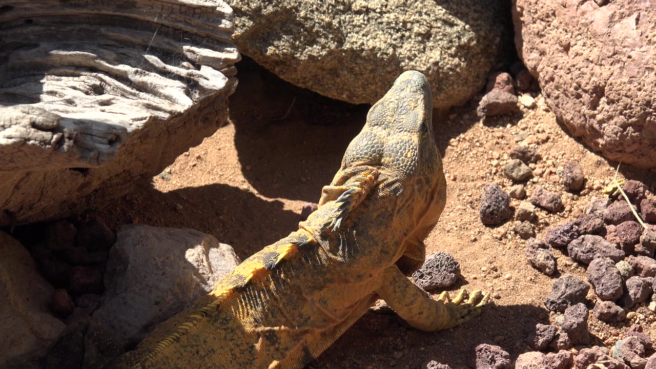 Green and yellow reptile in Cabo San Lucas rests low in the frame beside red-brown dirt, dark pebbles, and shaded rocks, with no visible people.