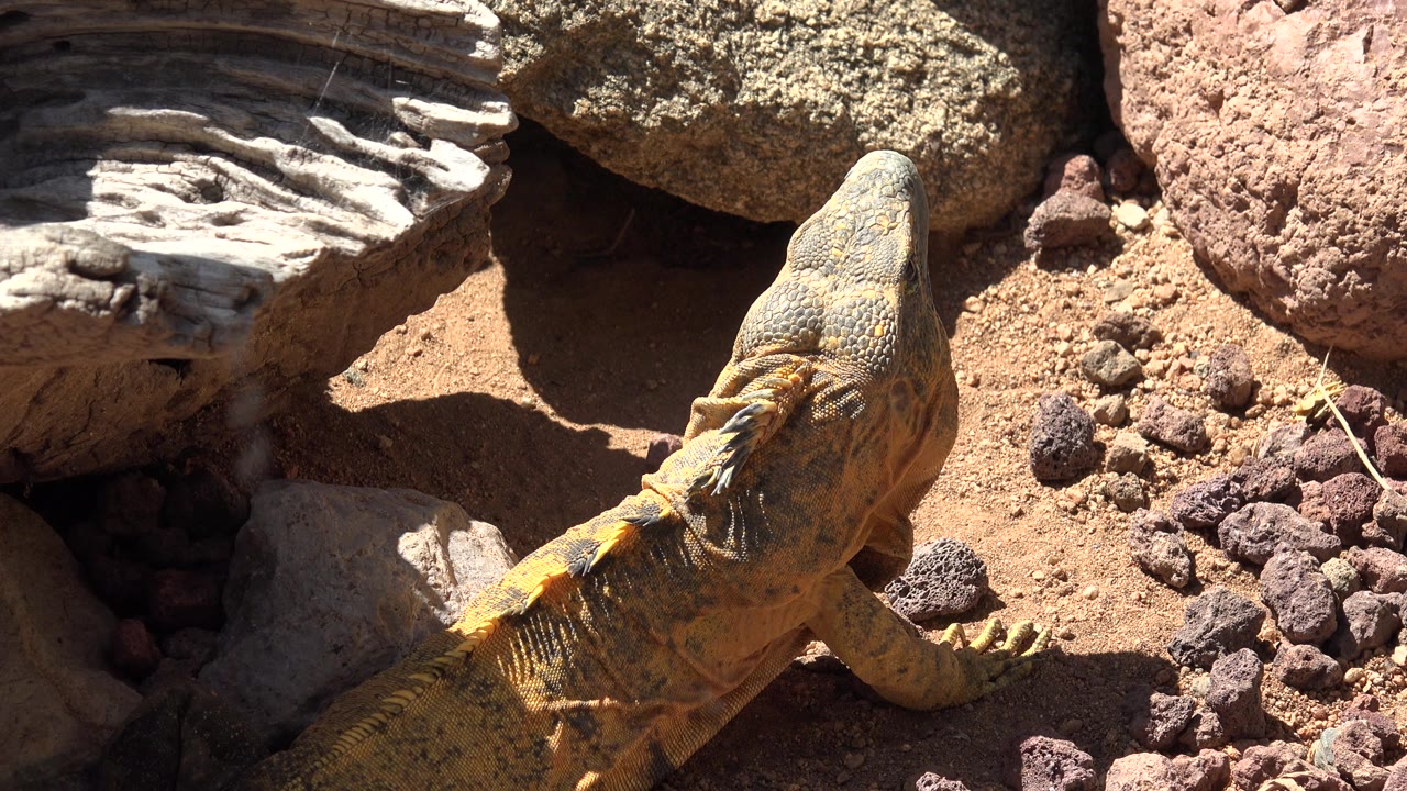 A close overhead view in Cabo San Lucas shows the reptile angled toward a dark shaded space between a gray ledge and rounded stones, with no visible people.