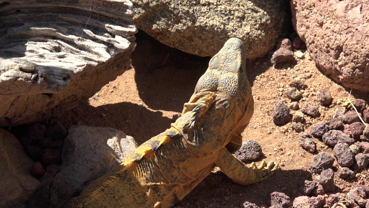 Yellow-green reptile on rocky desert-like ground.