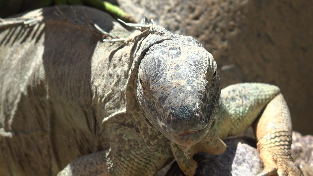 A green iguana in Cabo San Lucas faces the camera from sunlit rocks, with its textured head centered and no visible people.