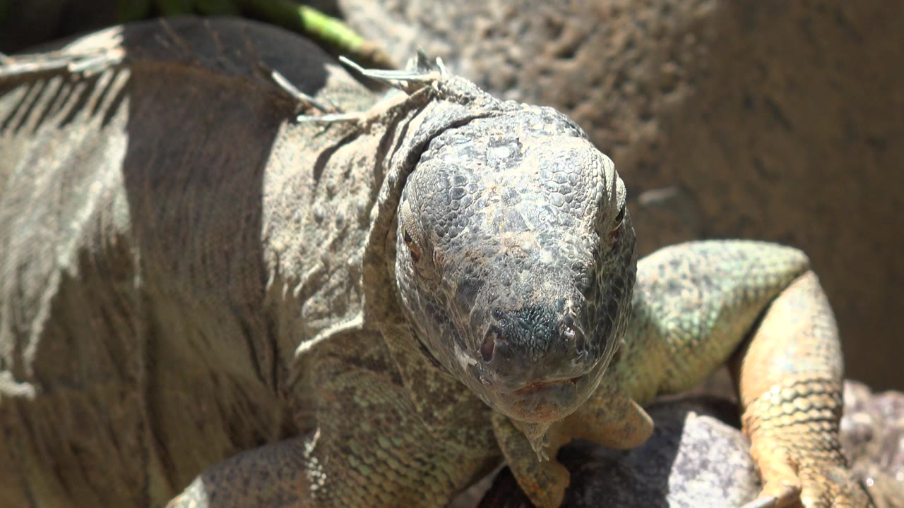 A close view of the Cabo San Lucas iguana holds on its mottled head, shoulder scales, and foreleg against warm rock, with no visible people.