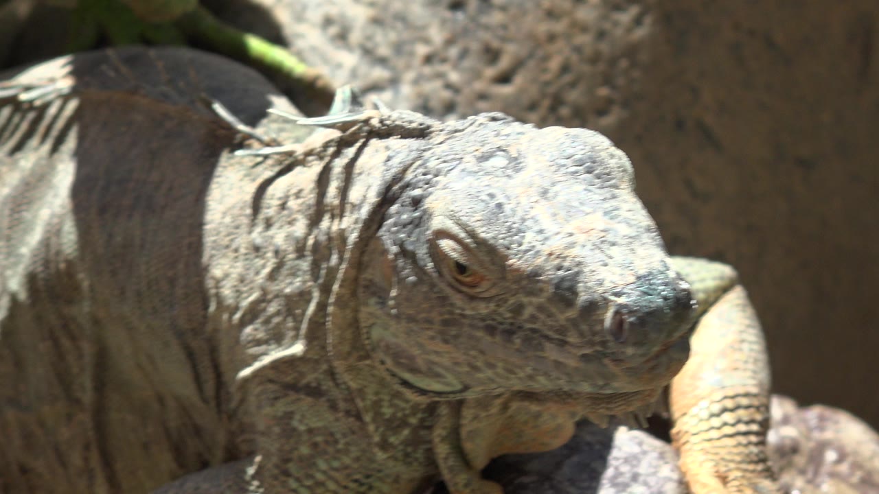 Iguana turning its head to the side