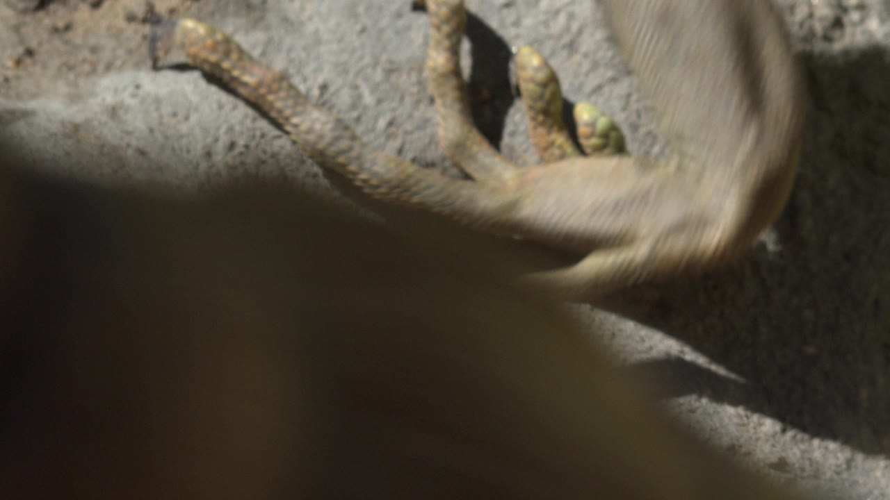 A shallow-focus ground view shows lizard feet near a stone surface in Cabo San Lucas, with the foreground partly obscuring the frame and no recognizable people visible.