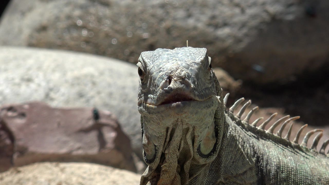 Close iguana facing the camera among sunlit rocks.