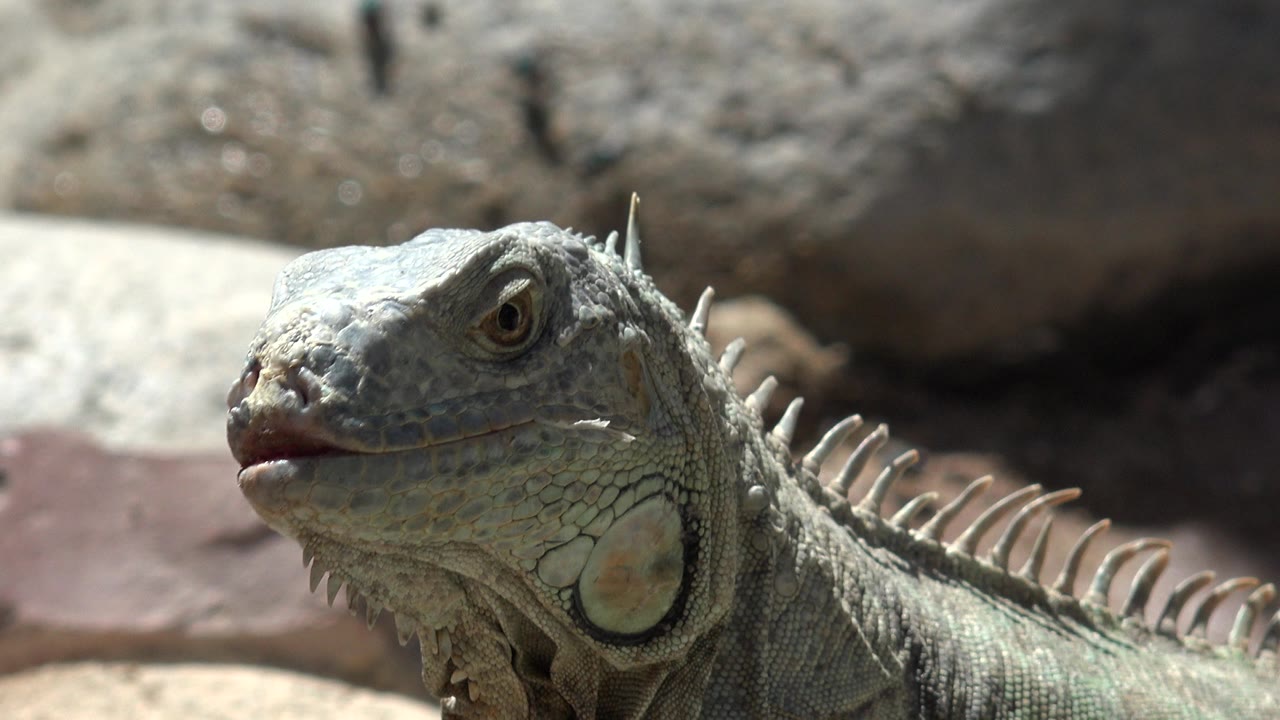 Close lizard head and back spines in front of rocks