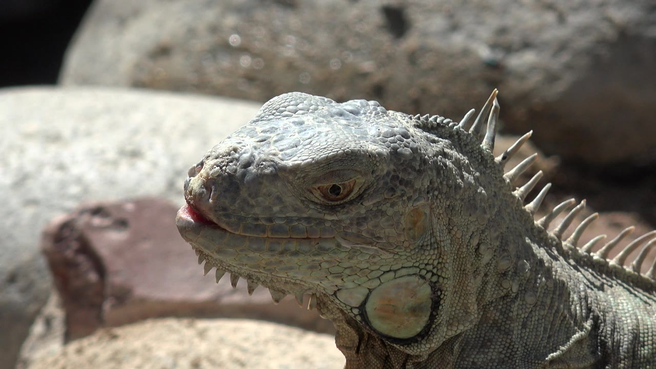 Close view of a green-gray iguana in Cabo San Lucas beside beige and reddish rocks, with its head angled left and no visible people.