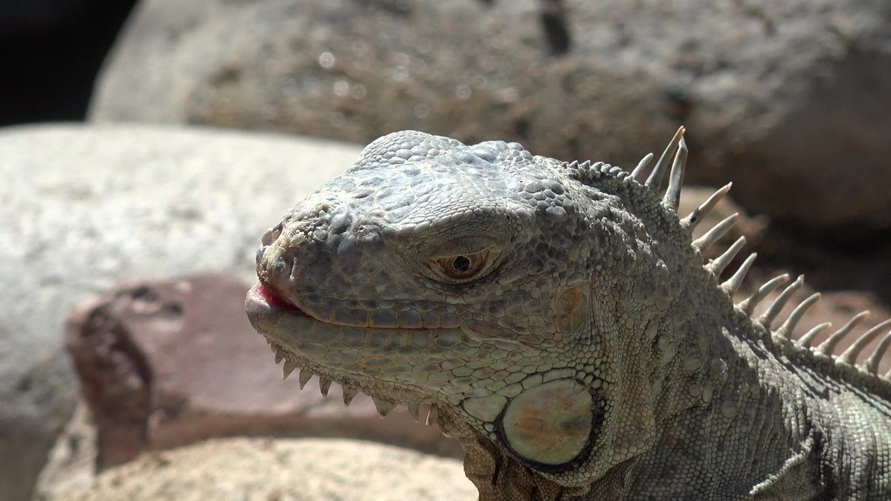 Sunlit iguana face in close side view.