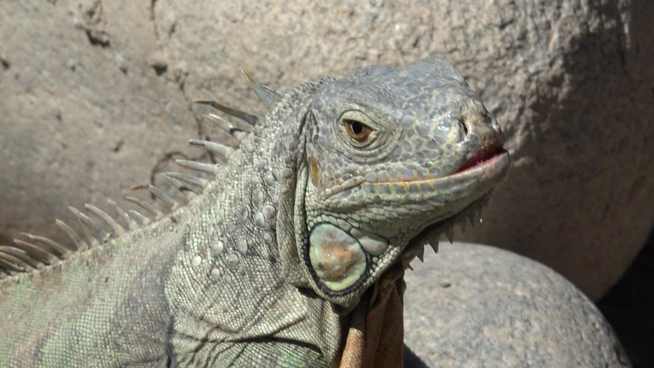 Large green-gray reptile in close-up beside tan rocks.