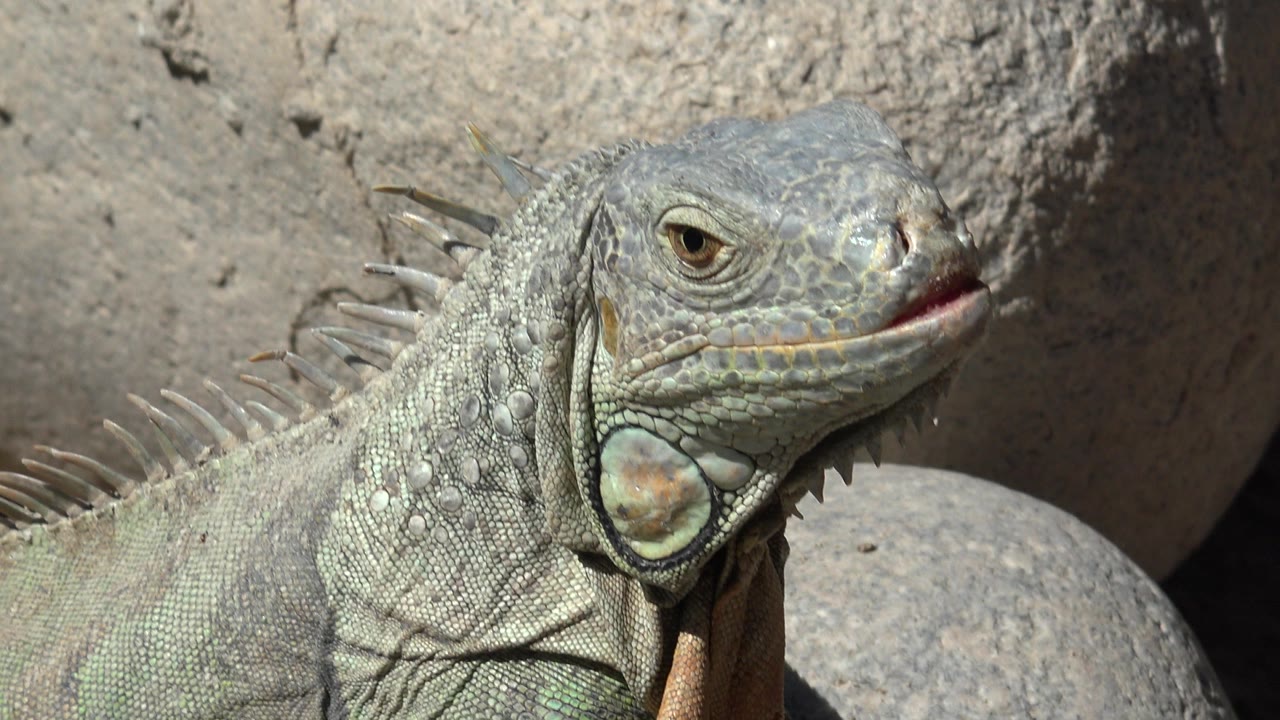 The reptile remains in a tight Cabo San Lucas close-up, with its eye, cheek plate, back spines, and sunlit shoulder clearer against rounded tan rocks, and no visible people.