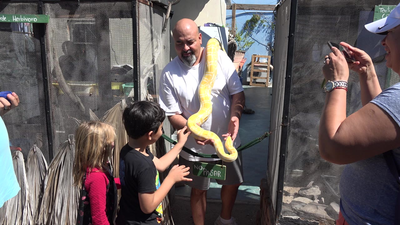 Children watch a handler holding a yellow python near a mesh enclosure.
