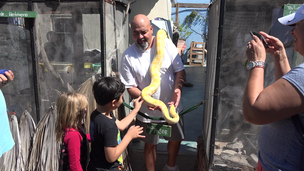The handler holds the yellow python lower toward the children in Cabo San Lucas, Mexico, with a phone-filming adult partly blocking the right edge of the frame.