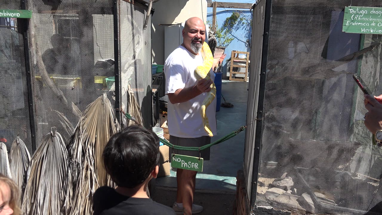 In Cabo San Lucas, a boy in the foreground watches a goateed man hold a yellow boa beside a shaded mesh animal enclosure.