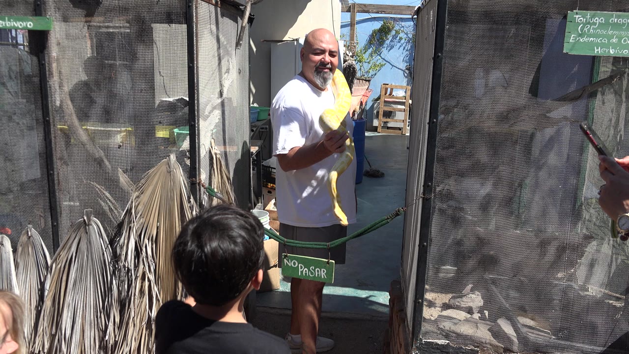 In Cabo San Lucas, the handler stands in sun with the yellow boa draped over his arm as the boy looks up from the lower frame.