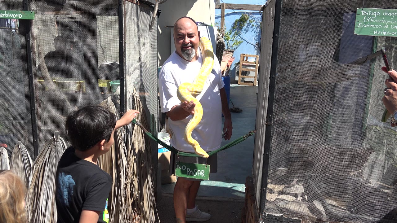 Boy reaches toward the yellow boa held by the man.