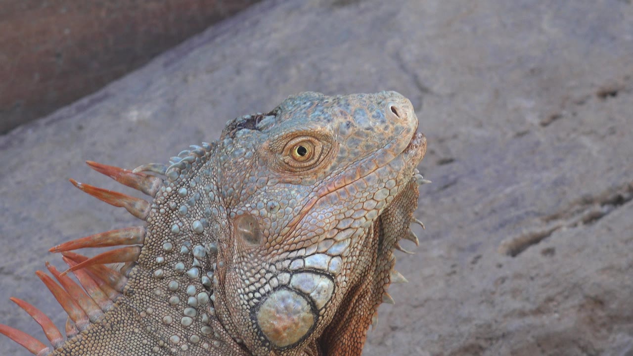 Close-up of a large colorful lizard on rocky ground.