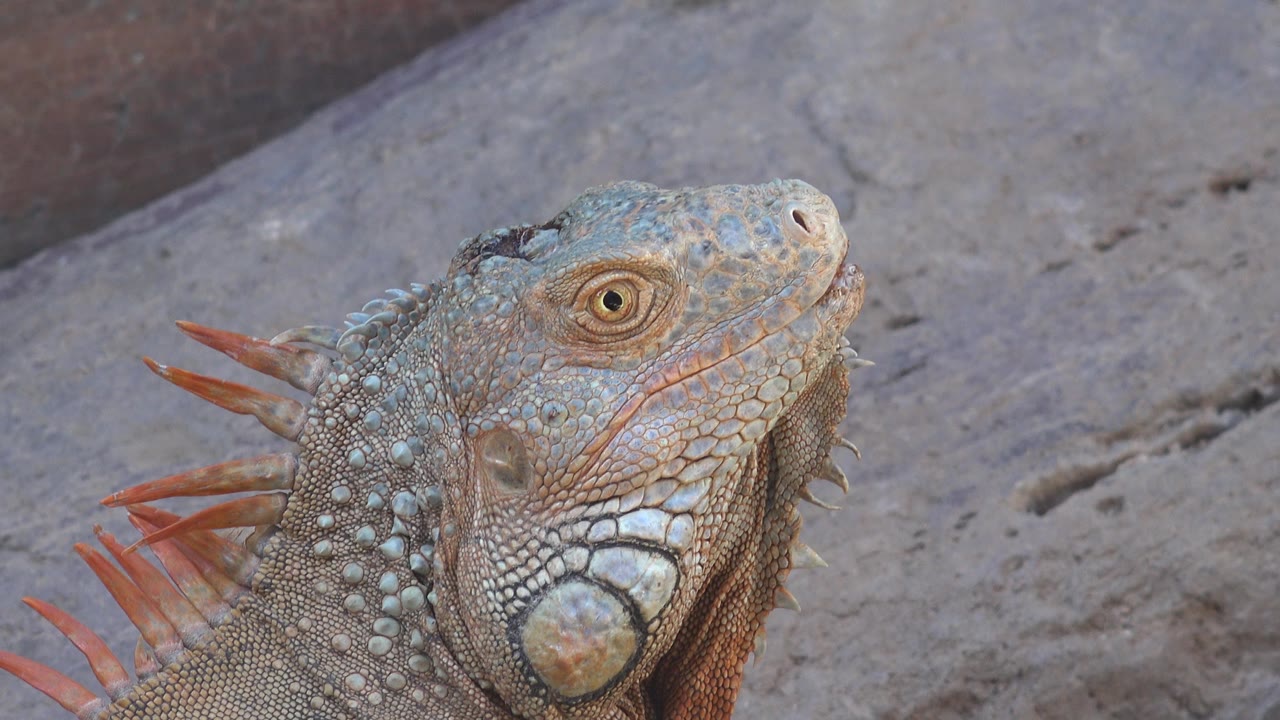 At 0:01, the lizard remains in a tight Cabo San Lucas close-up, its eye, cheek scales, and reddish crest visible against muted gray-brown ground, no visible people.