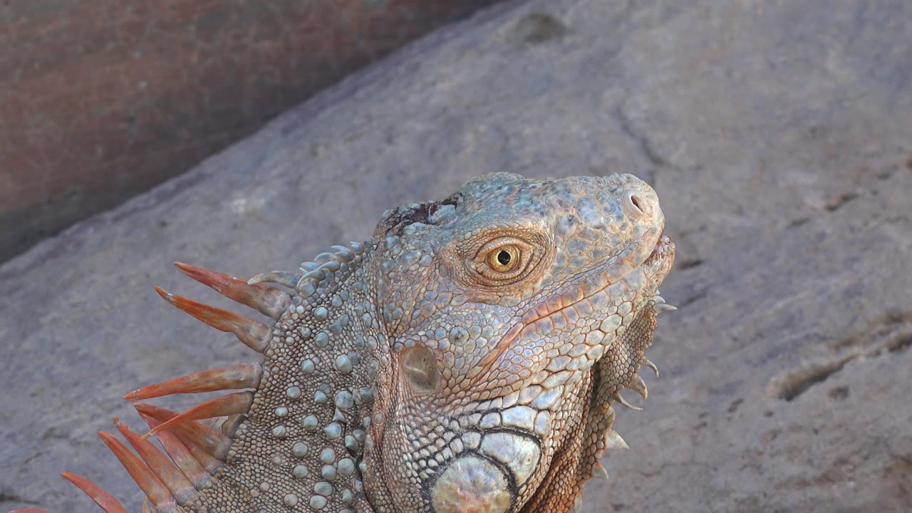 Close view of a red-crested lizard in Cabo San Lucas, Mexico, with orange spines visible behind its head, pale sandy rock in the background, and no visible people.