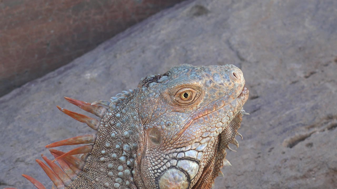 The lizard remains in close profile in Cabo San Lucas, Mexico, with its eye centered, orange-red crest spines extending left, sandy terrain behind it, and no visible people.