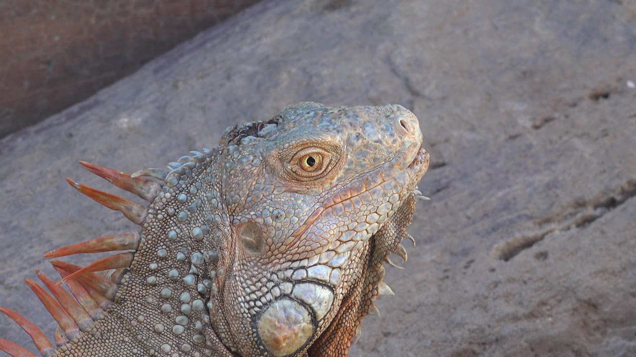 A close frame shows the red-crested lizard in Cabo San Lucas, Mexico, with its head angled upward, orange spines visible along the neck, sandy rock behind, and no visible people.