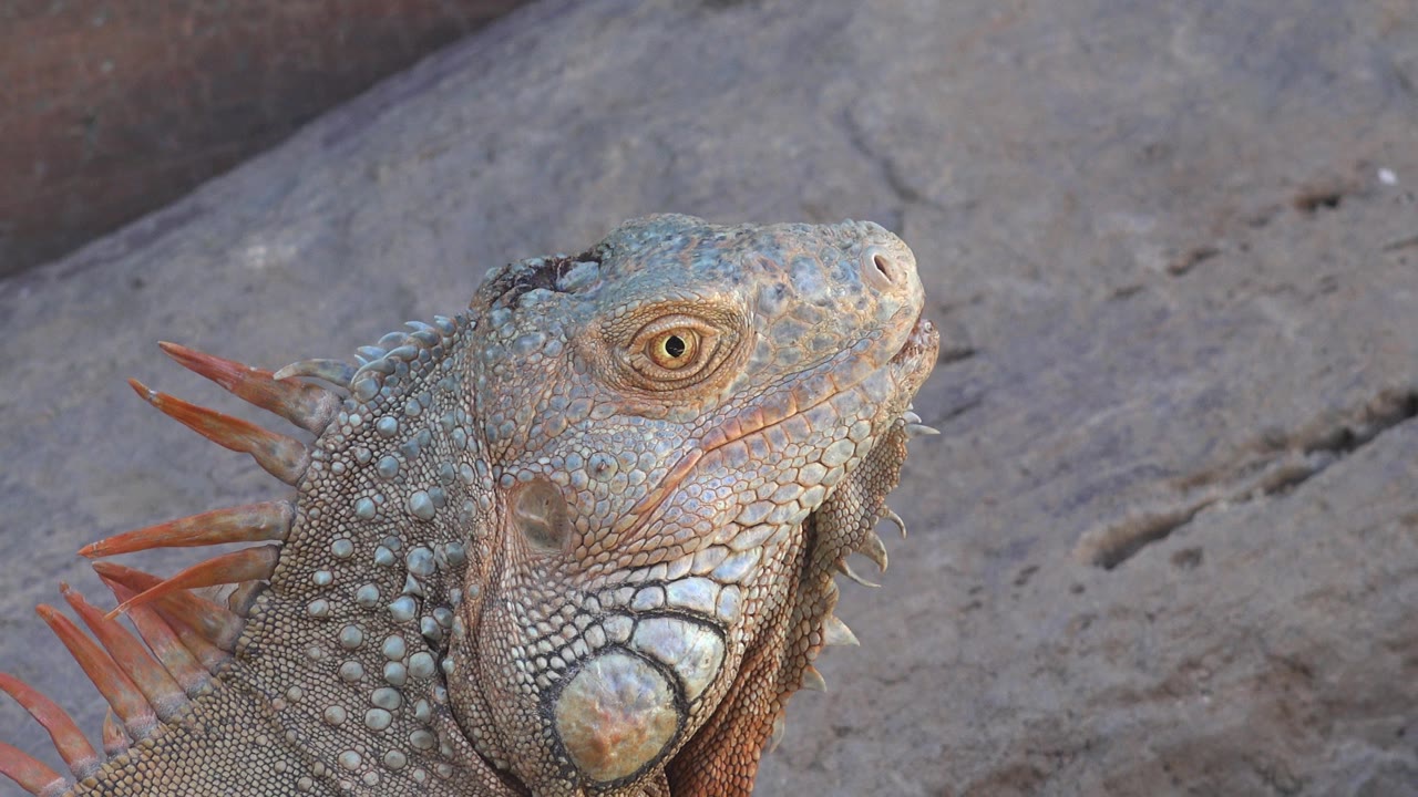 Close lizard face partly lower in frame