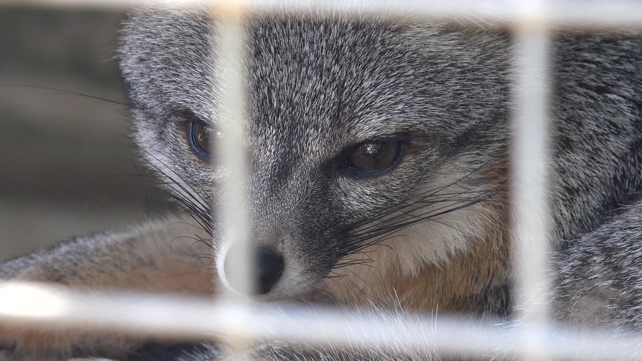 Gray fox cub behind pale cage bars