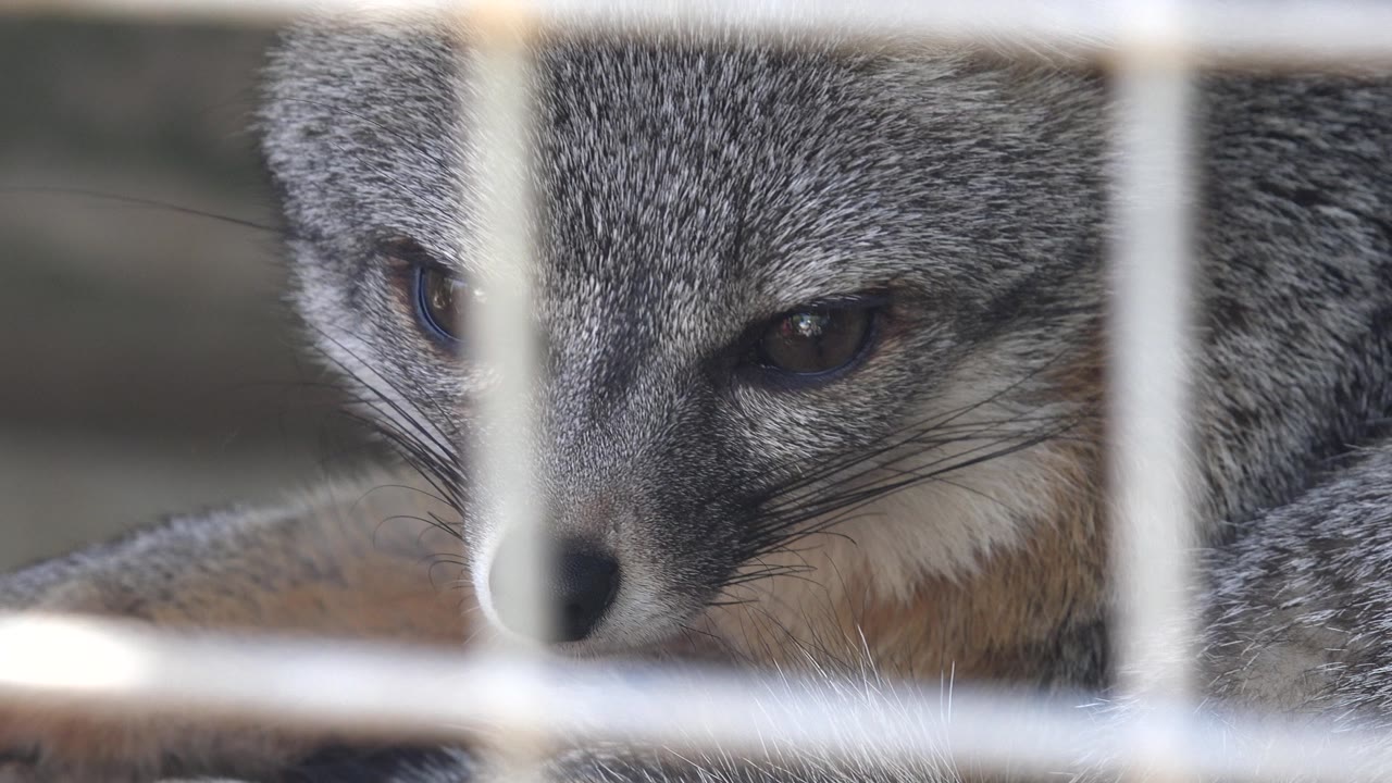 The fox cub's face stays close to the cage, with both eyes low and heavy behind pale vertical and horizontal bars, no visible people.