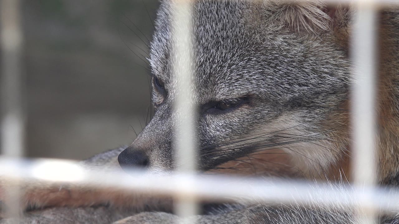 A fox rests behind pale cage bars in Cabo San Lucas, Mexico, with its nose and half-closed eye partly blocked by the foreground grid and no visible people.
