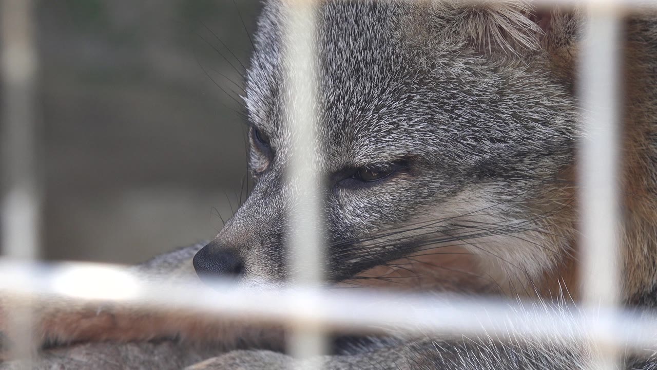 A tight side view shows the fox's gray muzzle, dark nose, reddish fur, and blurred cage bars crossing the frame in Cabo San Lucas, Mexico, with no visible people.