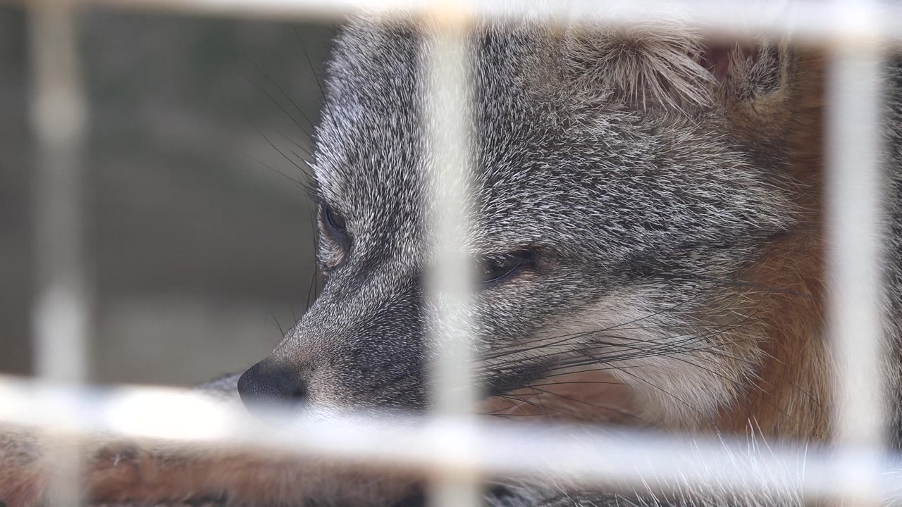 Fox face framed by vertical and horizontal cage bars.