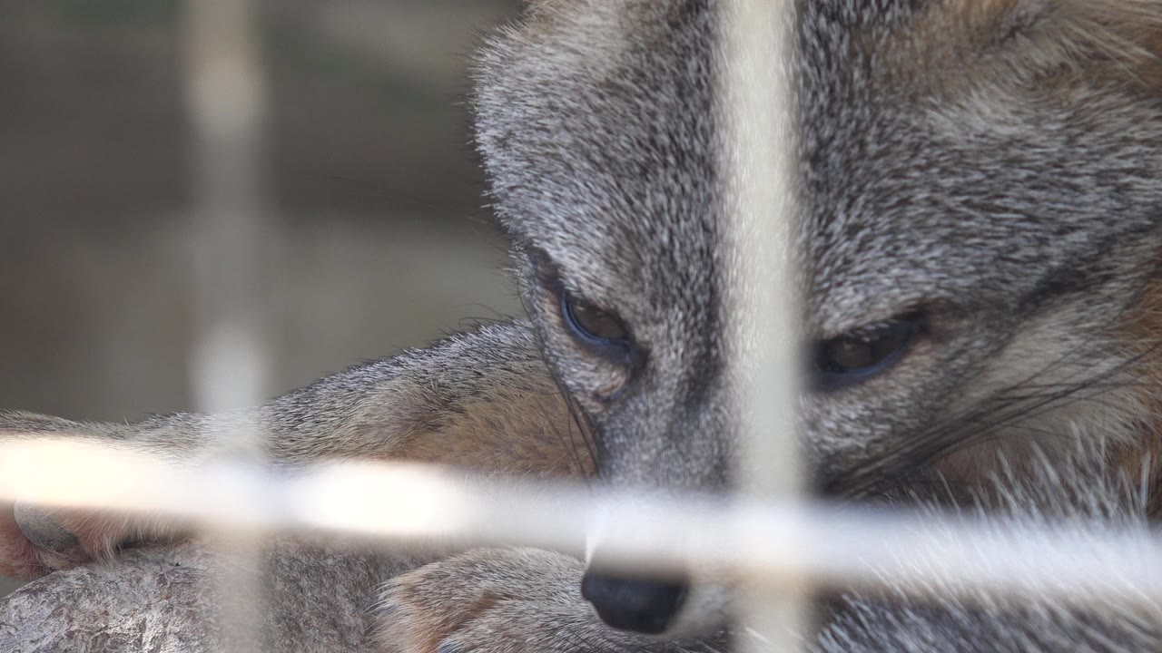 Close view of a gray fox in Cabo San Lucas resting low behind blurred wire fencing, with its eye, nose, and gray fur visible and no visible people.