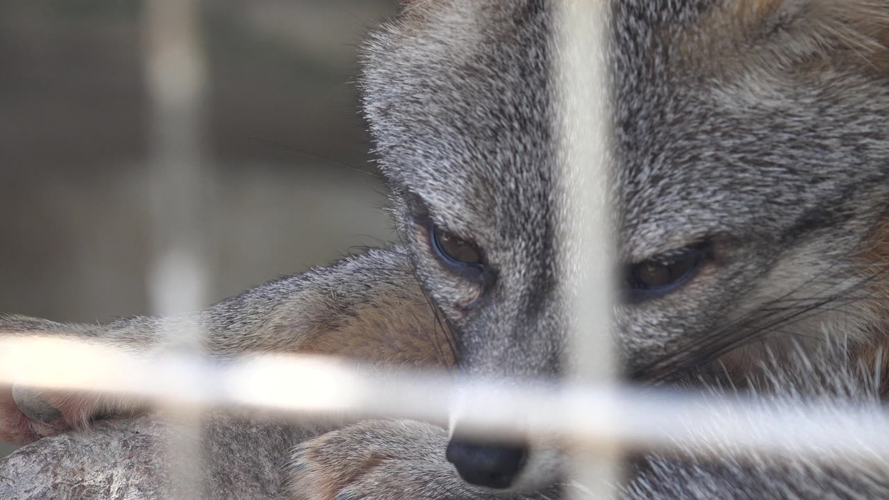The gray fox remains close to the rock in Cabo San Lucas, framed through pale cage wire with its eyes partly lowered and no visible people.