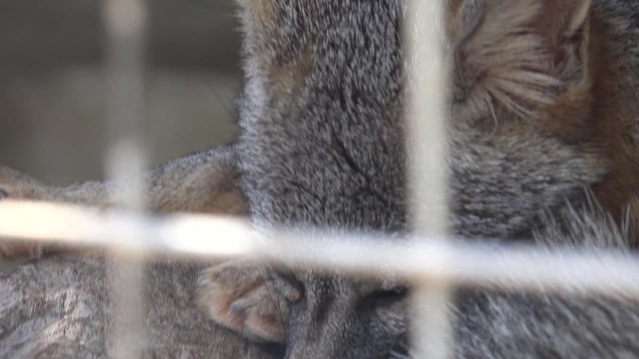 Side of gray fox head behind cage wire.