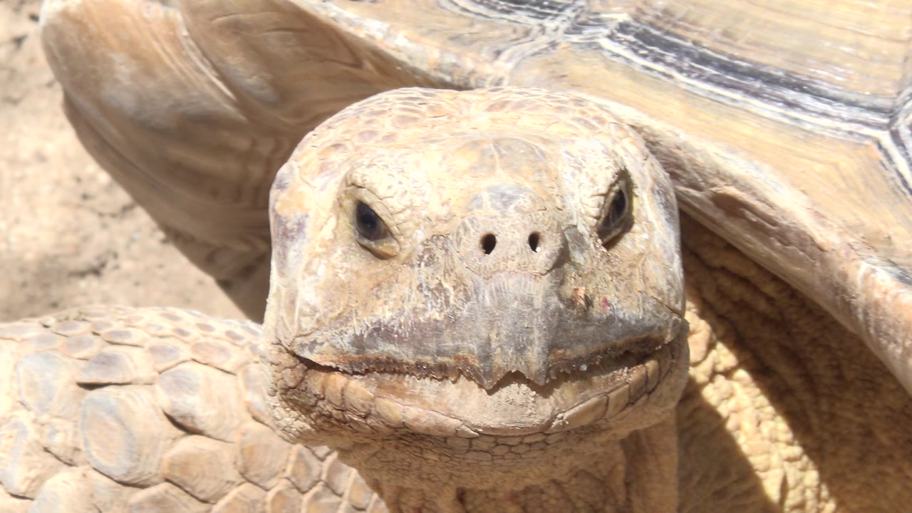 Large turtle face close-up in bright sun.