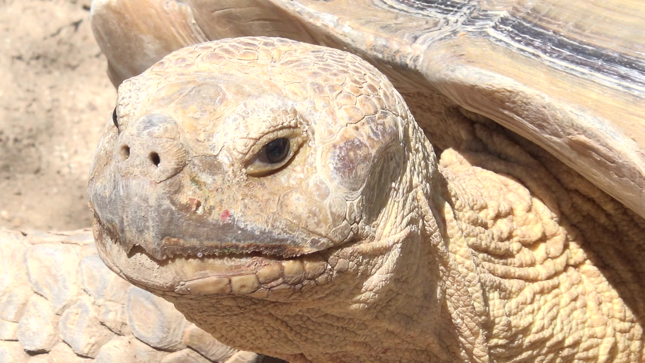 Close view of a tan turtle head on sandy ground.