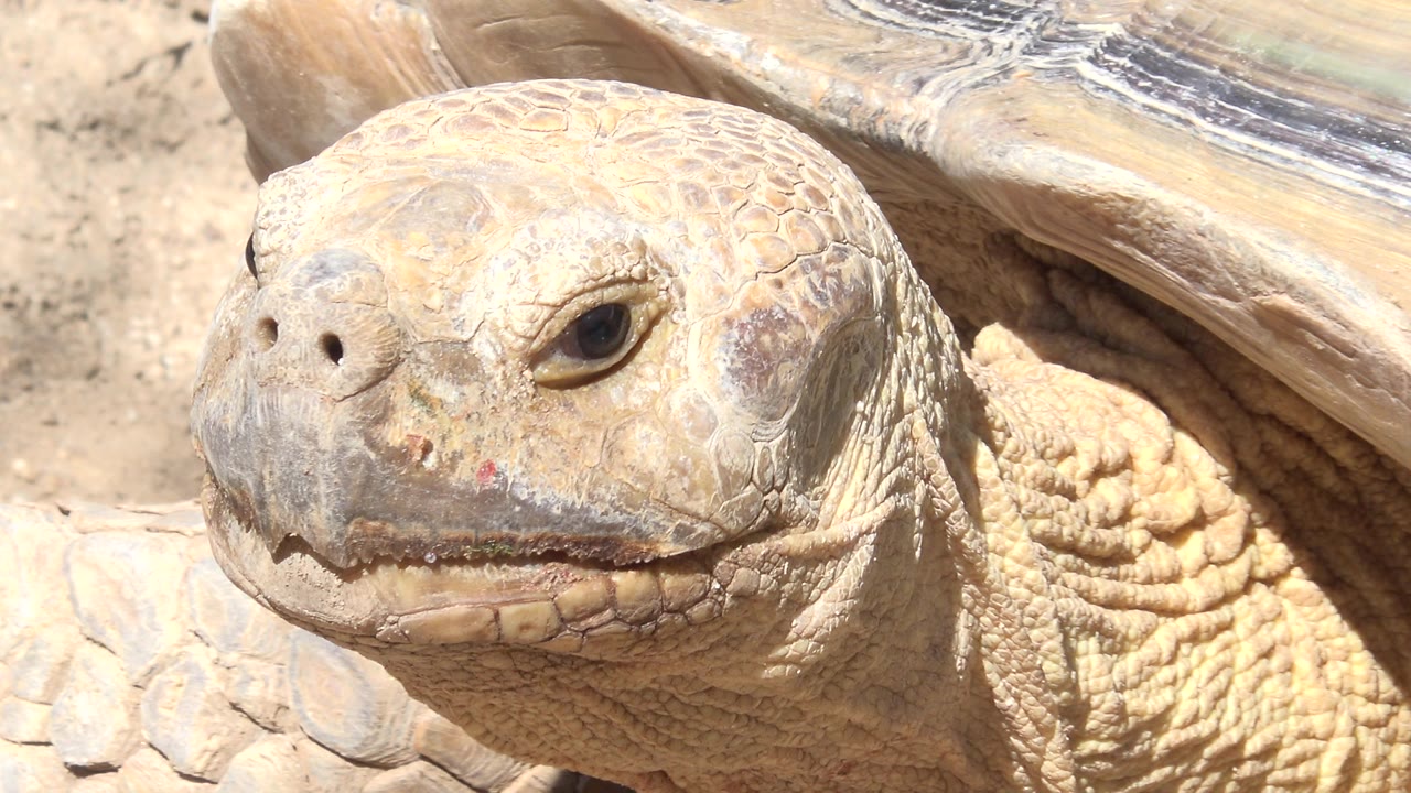 Tight Cabo San Lucas wildlife close-up with the turtle's head centered, one dark eye visible, shell plates behind it, and no visible people.