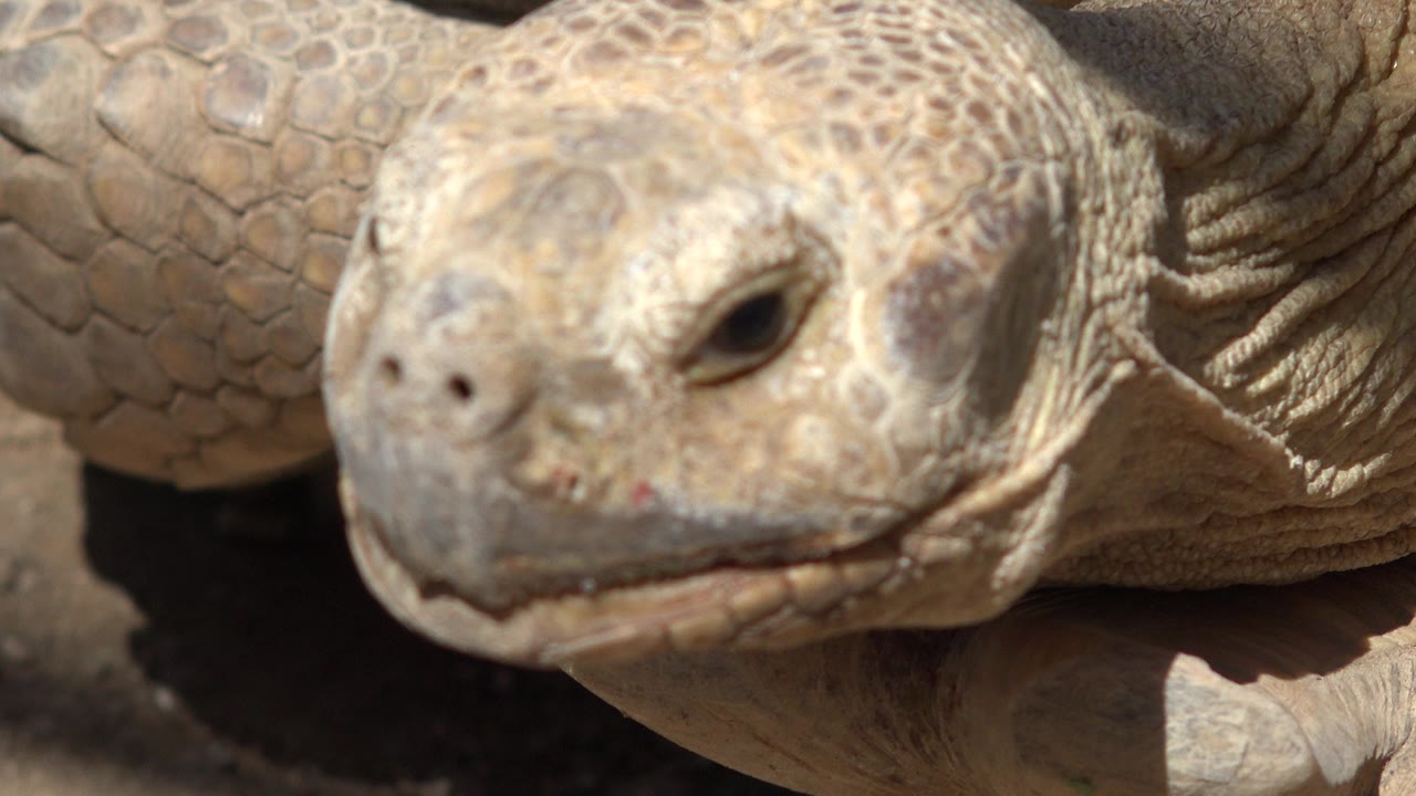 At 0:00, a Cabo San Lucas tortoise face fills the close frame, with tan scales, one dark eye, shell texture behind it, and no visible people.