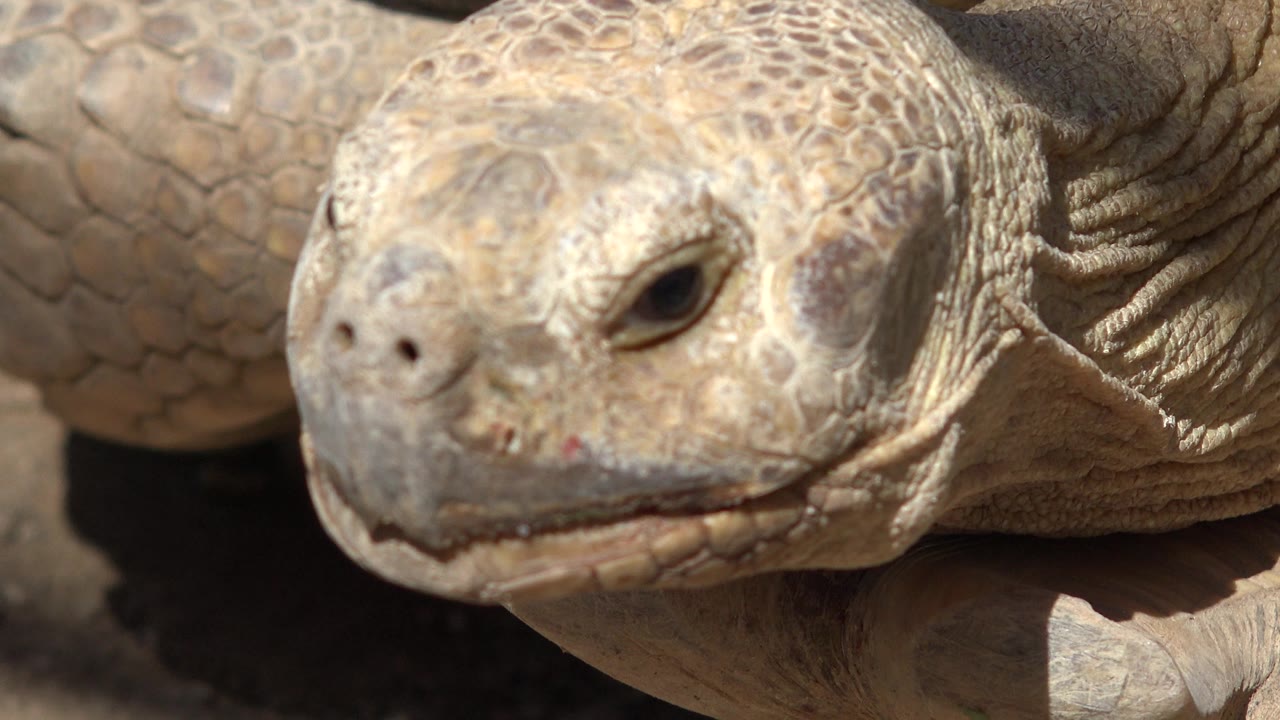 At 0:01, the tortoise remains close to the lens in Cabo San Lucas, with its nose and eye prominent and wrinkled neck skin visible behind the head.