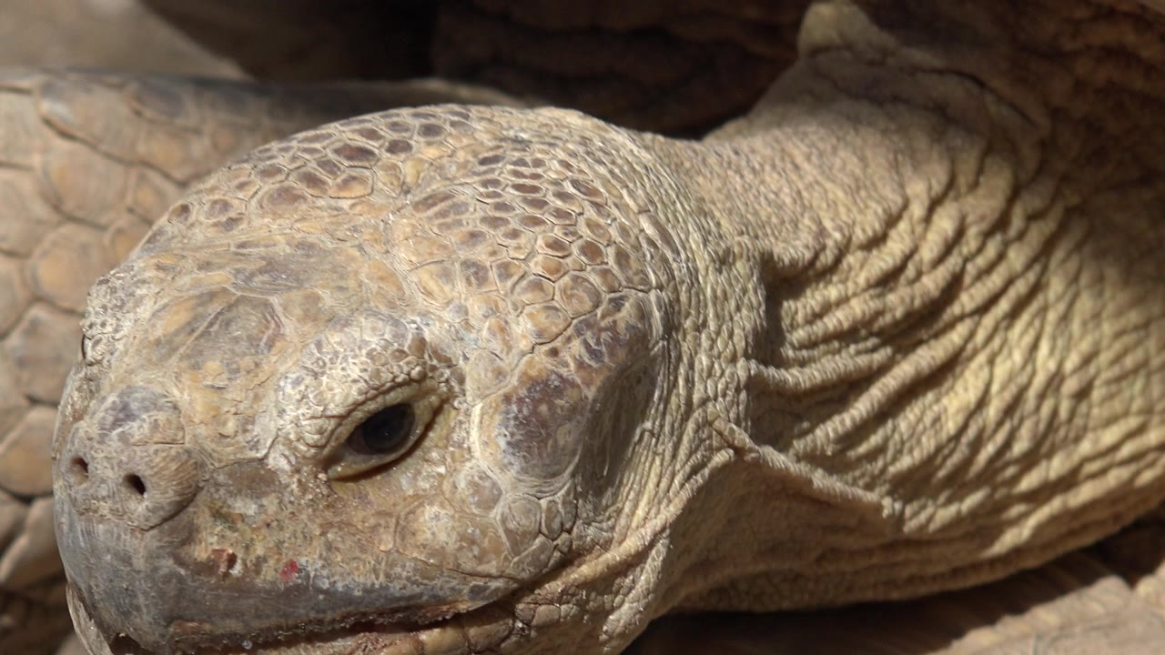 Tortoise face angled slightly to camera.