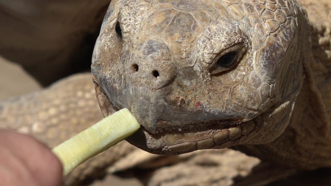 Turtle mouth near pale green food held by a hand.