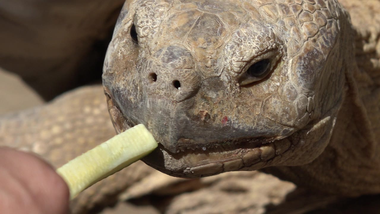 The turtle holds the pale green food at the side of its mouth in a tight Cabo San Lucas close-up, with brown scales and no recognizable people visible.