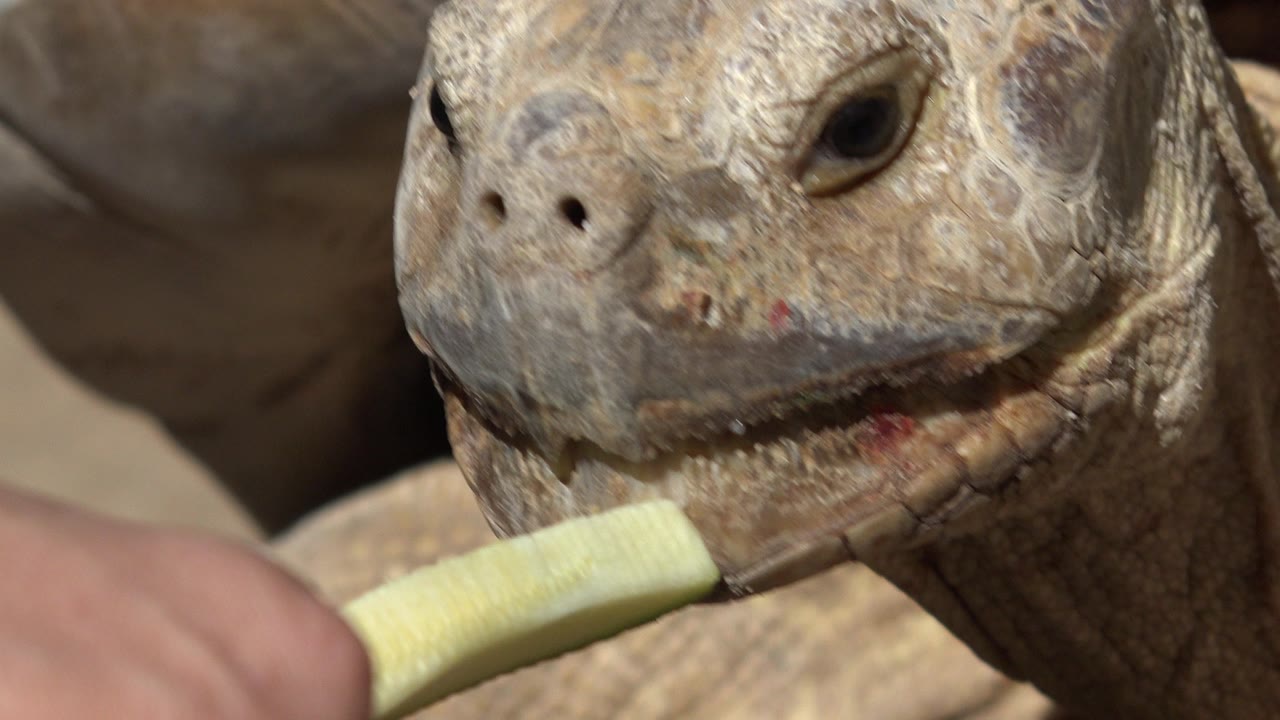Turtle chewing green food in bright light.