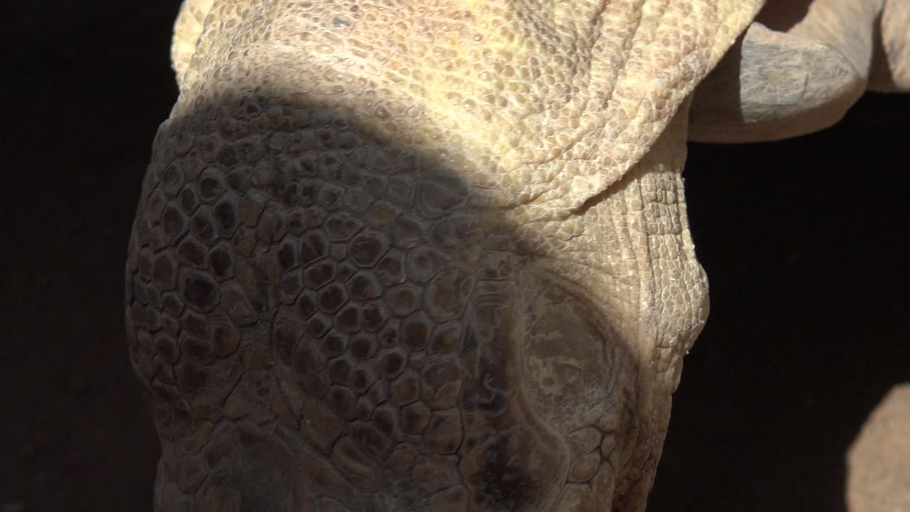 Close turtle head and shell in sunlight and shadow.
