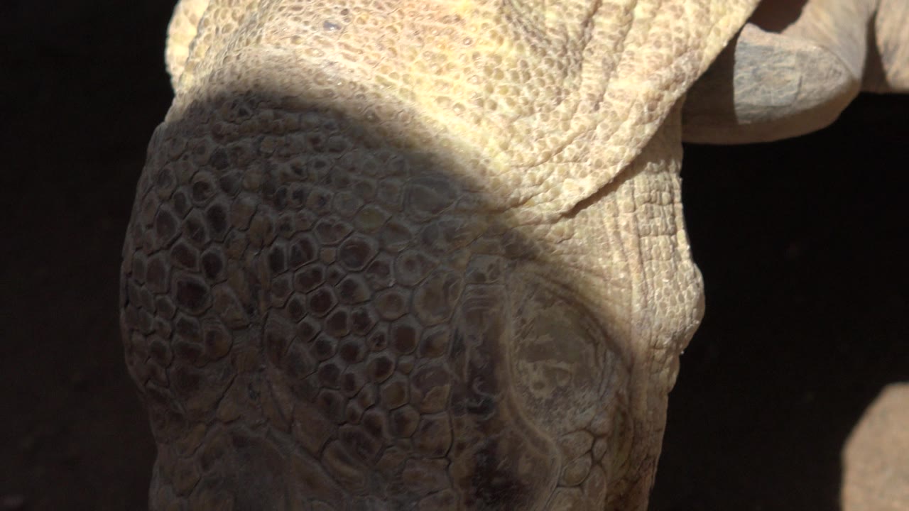 The turtle lowers its textured head toward the dirt floor in Cabo San Lucas, Mexico, while its shell remains partly cropped at the top and no people are visible.
