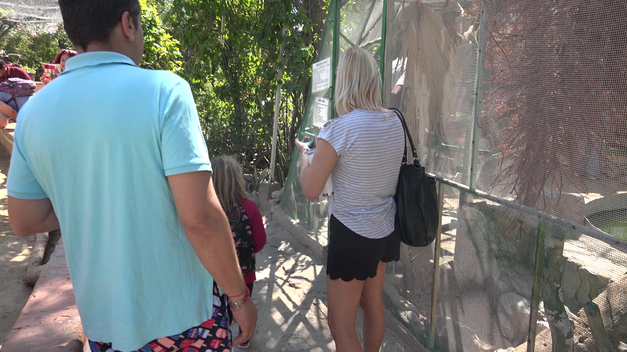 A man in a turquoise polo, a blonde woman with a black shoulder bag, and a small child stand close to the green-framed mesh enclosure in Cabo San Lucas, Mexico.