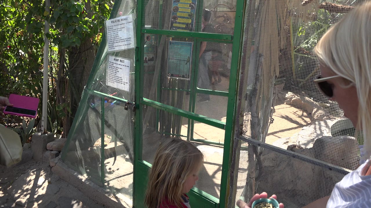 The child faces a green mesh animal enclosure in Cabo San Lucas while an adult stands at the right edge, with shaded branches and rocks inside the habitat.