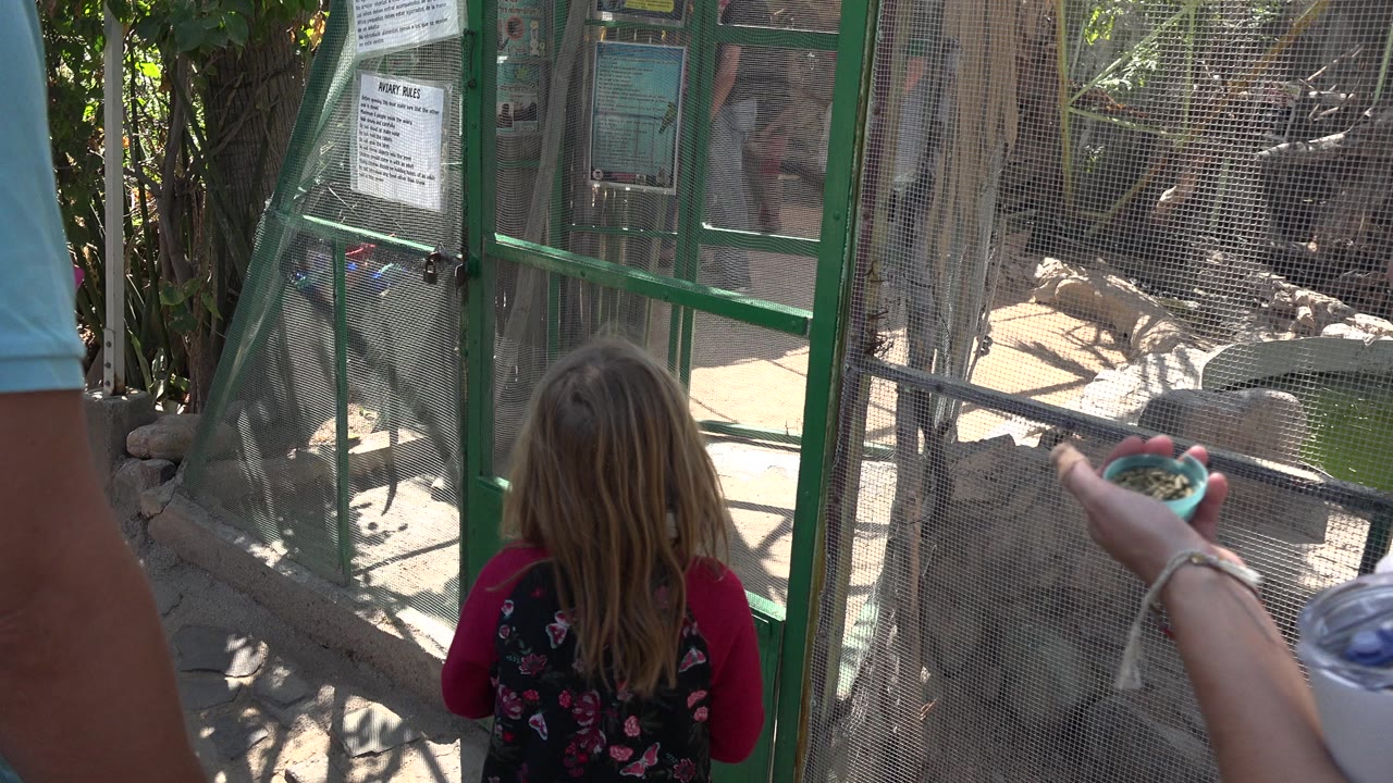 Child faces a zoo enclosure while an adult holds a feeding cup.
