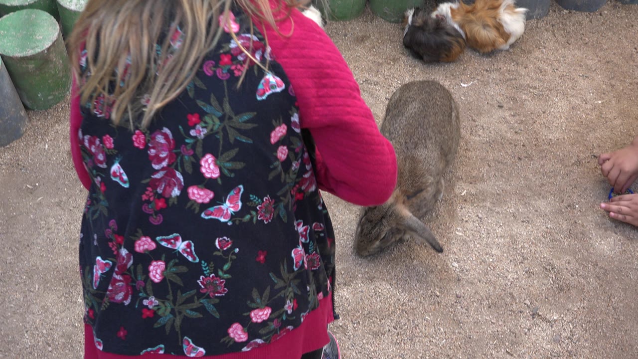 Girl in red sweater near a brown rabbit on dirt ground.